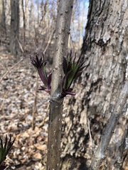 Sambucus racemosa pubens