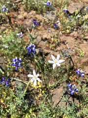 Triteleia lilacina