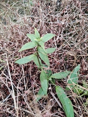 Oldenlandia mellii