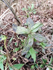 Oldenlandia mellii