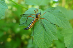 Ctenophora