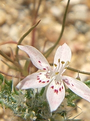Loeseliastrum schottii