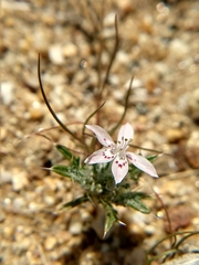 Loeseliastrum schottii