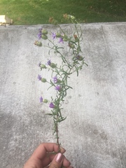 Dieteria bigelovii