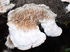 Fungi