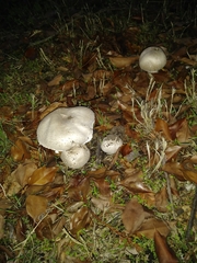 Agaricus
