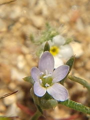 Eriastrum diffusum