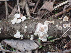 Fungi
