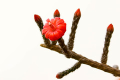 Peniocereus viperinus