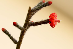 Peniocereus viperinus