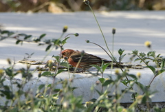 Haemorhous mexicanus