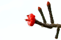 Peniocereus viperinus