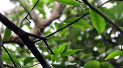 Pelecinobaccha cubensis