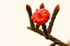 Peniocereus viperinus