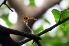 Pelecinobaccha cubensis