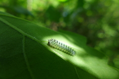 Periclista