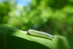 Periclista