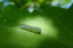 Periclista