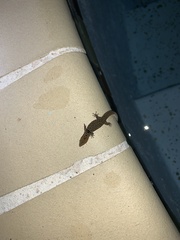 Sphaerodactylus grandisquamis guarionex