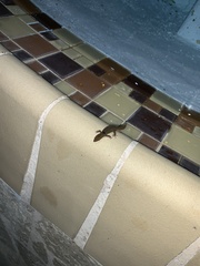 Sphaerodactylus grandisquamis guarionex