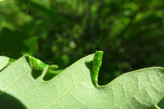 Macrodiplosis pustularis