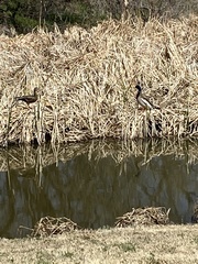 Anas platyrhynchos