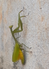 Stagmomantis parvidentata