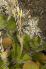 Leptostigma setulosum