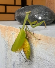 Stagmomantis parvidentata