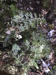 Hymenophyllum caudiculatum
