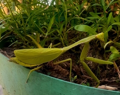 Stagmomantis parvidentata