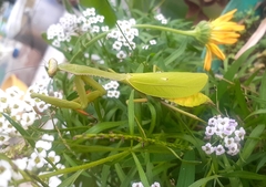 Stagmomantis parvidentata