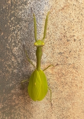 Stagmomantis parvidentata