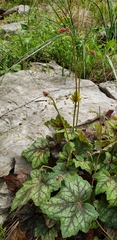 Heuchera longiflora
