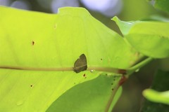 Ricania sublimata