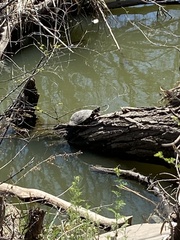 Trachemys scripta