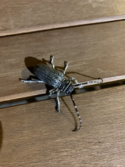 Rhytiphora frenchi
