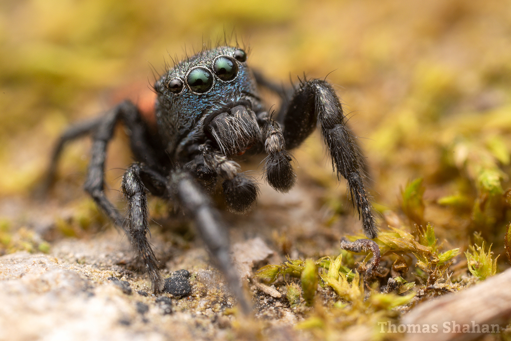 Habronattus decorus