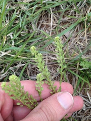 Lepidium austrinum
