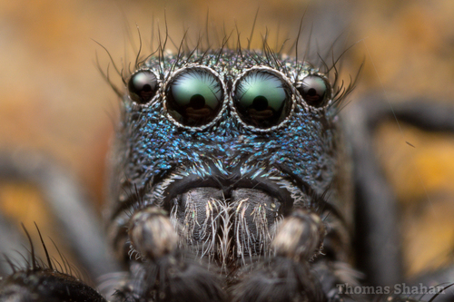 Habronattus decorus