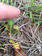 Lepidium austrinum