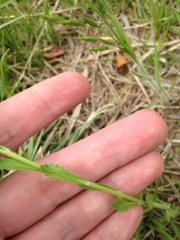 Lepidium austrinum