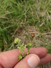 Lepidium austrinum