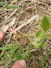 Lepidium austrinum