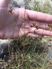 Juncus confusus