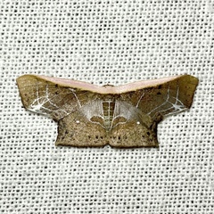 Tessarotis rubrata