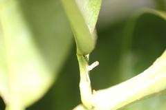Diaphorina citri