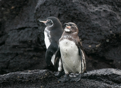 Galapagos Penguin photo 5