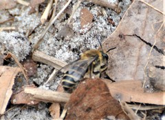 Colletes validus