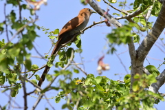 Piaya cayana